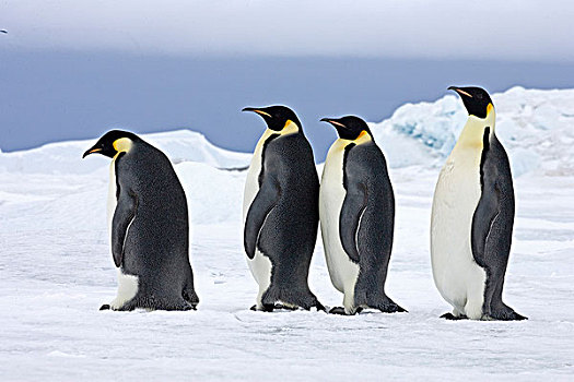 帝企鹅,企鹅,四个,成年,站立,雪,雪丘岛,南极半岛,南极