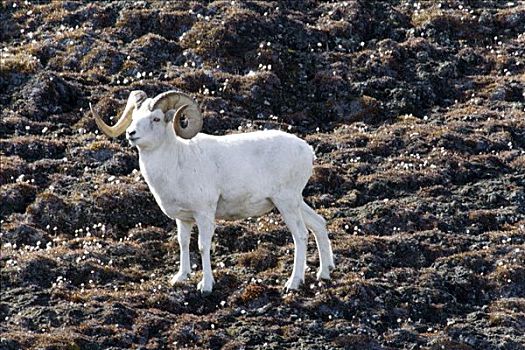 野大白羊,白大角羊,绵羊,山,克卢恩国家公园,育空地区,加拿大