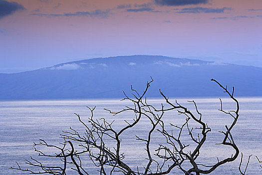 树,海洋,背景,毛伊岛,夏威夷,美国