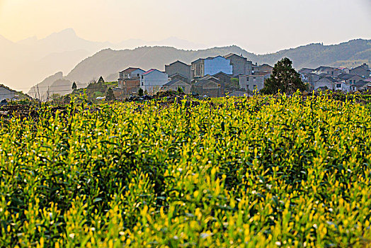 山村,茶园