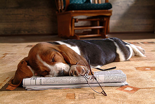睡觉,狗,玻璃,报纸