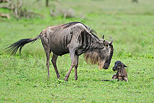 蓝角马,角马,女性,诞生,幼兽,塞伦盖蒂国家公园,坦桑尼亚