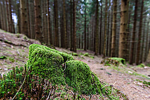 苔藓,树林