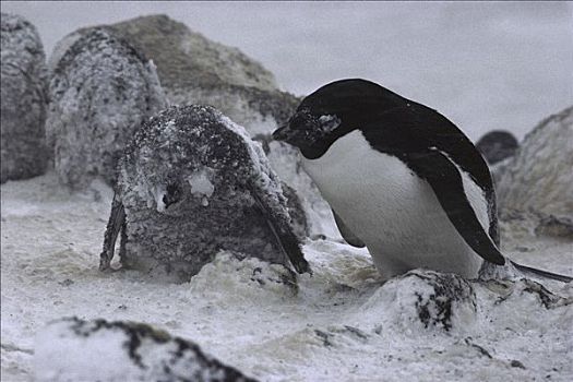 阿德利企鹅,成年,冰盖,幼禽,暴风雪,岛屿,南极