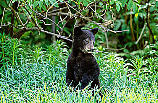 站立,黑熊,幼兽,不列颠哥伦比亚省,加拿大