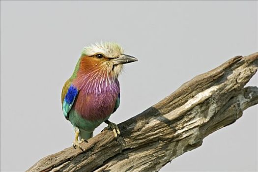紫胸佛法僧鸟,紫胸佛法僧,乔贝国家公园,博茨瓦纳,非洲