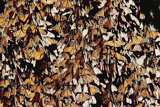 帝王蝴蝶,蝴蝶,生物群,米却阿肯州,墨西哥
