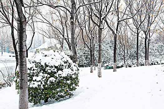 雪景