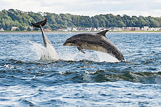宽吻海豚,海豚,两个,成年人,黑色,岛,海鳗,苏格兰,英国,欧洲