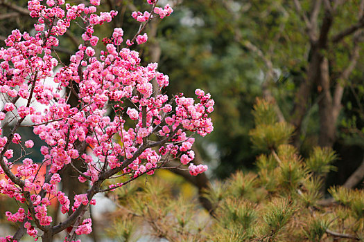 四月的军营,女兵的,花花世界