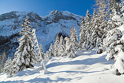 山谷,雪,深,冬天,提洛尔,奥地利,山林,积雪,树,山峰,顶峰,棒,背景