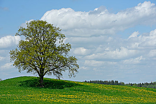 孤木,土路,上巴伐利亚,巴伐利亚,德国,欧洲