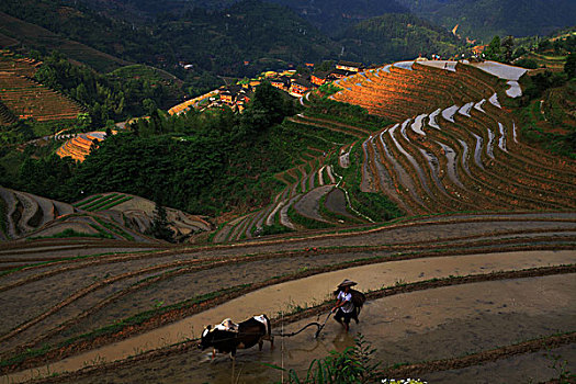 龙胜梯田