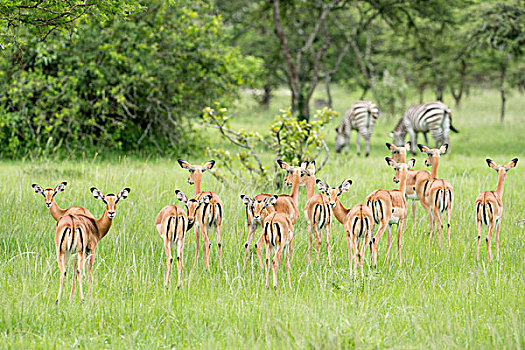 牧群,黑斑羚,斑马,背影,湖,国家公园,乌干达,非洲