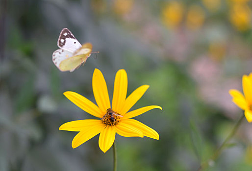 花朵与蜜蜂蝴蝶