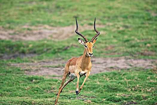 黑斑羚,乔贝国家公园,博茨瓦纳