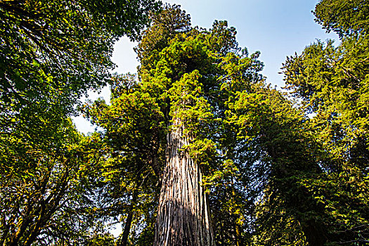 巨杉,树,红杉,国家,州立公园,加利福尼亚,美国