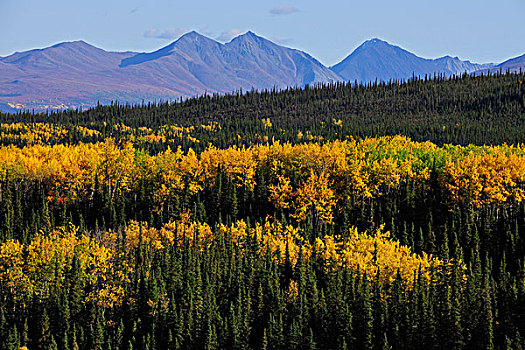 秋天,黄色,白杨,树,德纳里峰国家公园,阿拉斯加