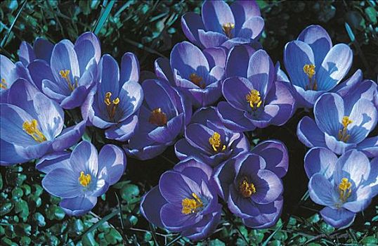 蓝色,花,藏红花,番红花属,春天,德国,欧洲,复活节