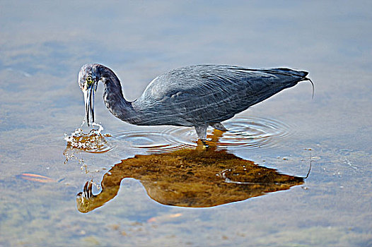 小,蓝鹭,猎捕,国家野生动植物保护区,佛罗里达,美国