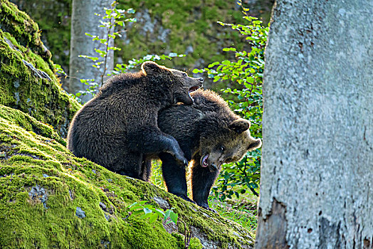 欧洲,棕熊,巴伐利亚,德国