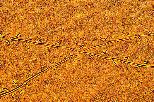 小,蜥蜴,沙子,沙丘,撒哈拉沙漠,摩洛哥,非洲