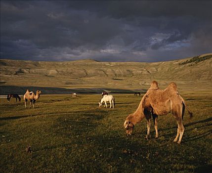 双峰骆驼,双峰驼,群,游牧,放牧,蒙古