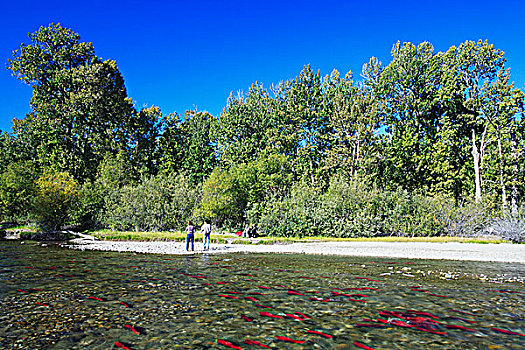 红大马哈鱼,亚当斯河,不列颠哥伦比亚省,加拿大