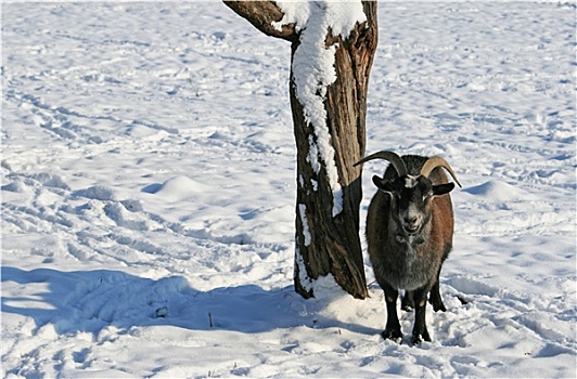 羊,冬天