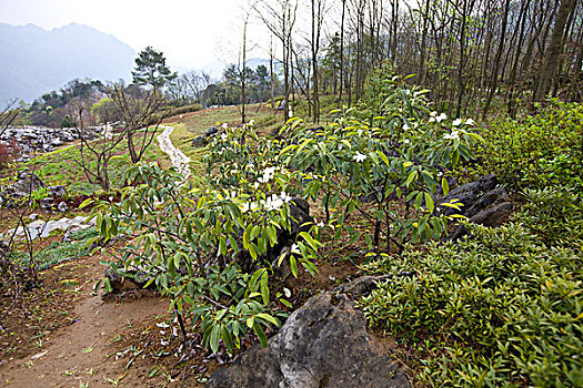 四川北川药王谷