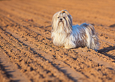 西施犬,狗,地上