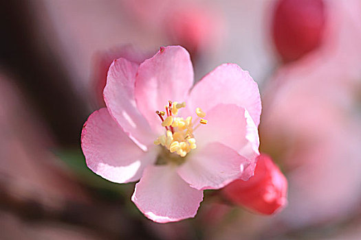 美丽的花朵特写