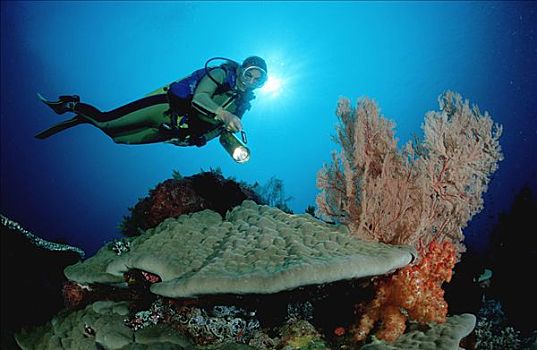 潜水者,珊瑚礁