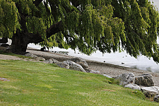 瓦纳卡湖畔的柳树