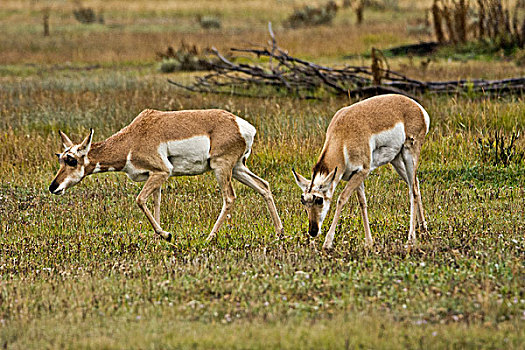 两个,叉角羚,羚羊,大台顿国家公园,怀俄明,美国