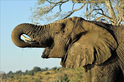 非洲象,肖像,饮用水