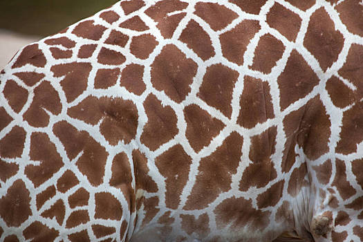 网纹长颈鹿,长颈鹿,皮肤,纹理