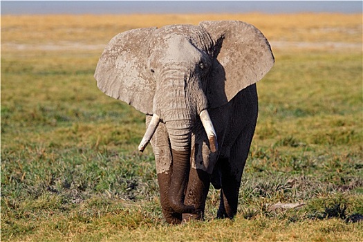 非洲象