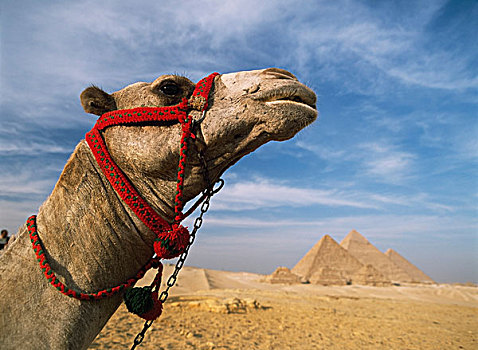 骆驼,正面,吉萨金字塔