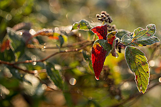 红色,霜,叶子,自然背景