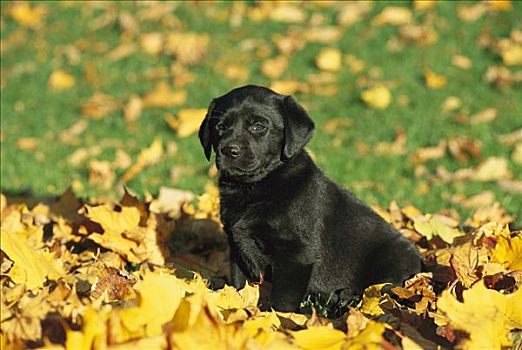 黑色拉布拉多犬,狗,小狗,坐,叶子