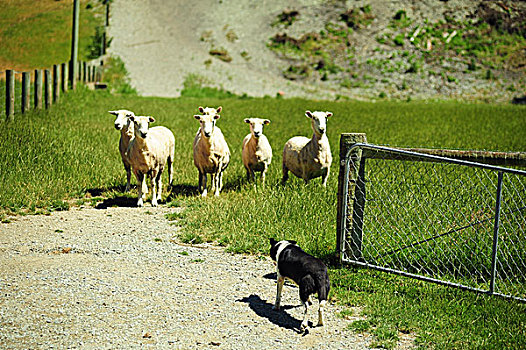 新西兰绵羊与牧羊犬