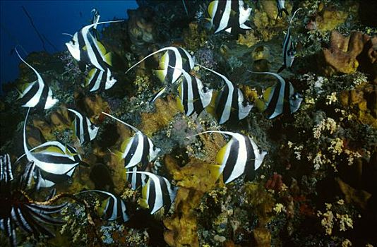 鱼群,礁石,万鸦老,北苏拉威西省,印度尼西亚