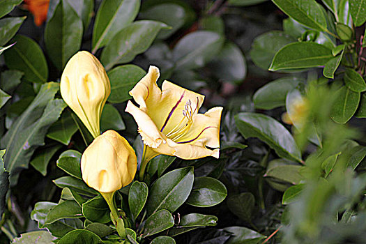 非洲肯尼亚热带植物-黄包花