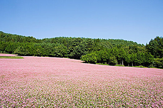 荞麦田,长野,日本,亚洲