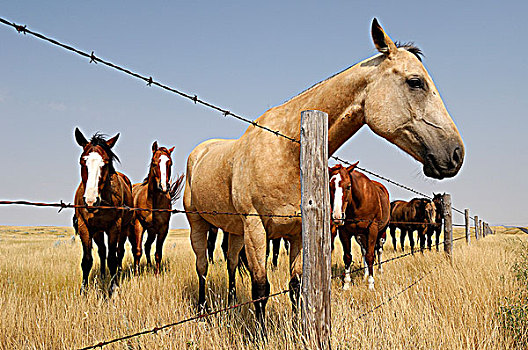 马,栅栏,线条,草地,草原,南方,萨斯喀彻温,加拿大