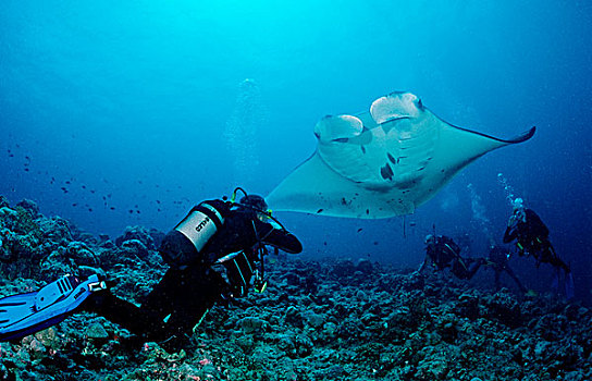 大鳐鱼,双吻前口蝠鲼,潜水者,马尔代夫,印度洋