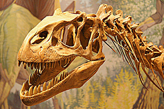 恐龙,骨骼,博物馆