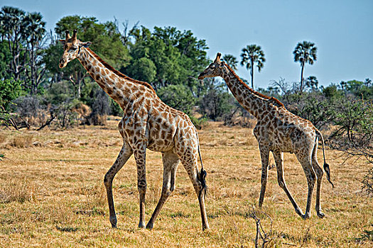 长颈鹿,走,草,树,背景,大幅,尺寸