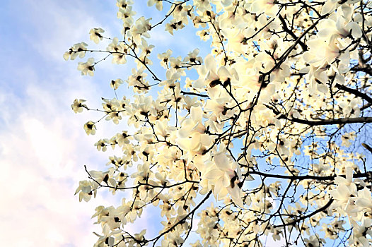 春天里盛开着的白色玉兰花